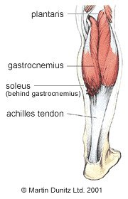 Calf Muscle Strain Injury Guide